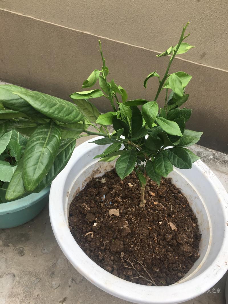 开云体育 -(企业会计解释第12号)